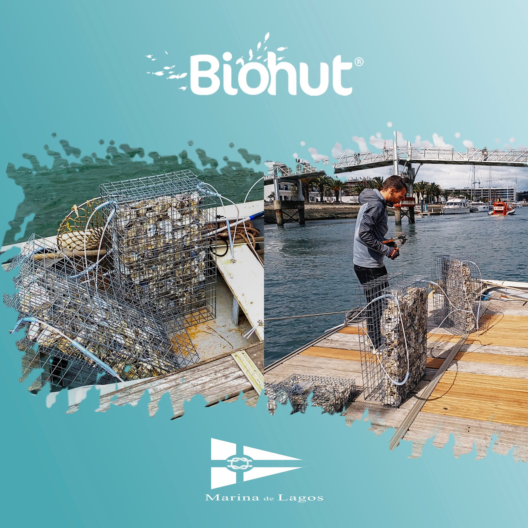 Biohut® é composto por uma gaiola com o centro cheio de conchas de ostra, circundado por compartimentos vazios que servem de protecção às pós-larvas e outros ocupantes, garantindo a sua segurança e um habitat quando são ameaçados por predadores.
~~~~~~~~~~~~~~~~
Biohut® is an oyster shell filled steel cage, surrounded by empty compartments designed to safeguard post-larvae and other occupants, ensuring shelter and a safe habitat if they feel threatened by predators.
~~~~~~~~~~~~~~~~
@[17841409216023737:@ecoceanfrance] 

#biorestore #biohut  #ecology #marinadelagos #Lagos #LagosPortugal #Algarve #visitAlgarve #visitPortugal #Portugal